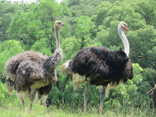 ostrich in the wild