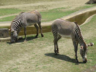 zebra in the wild