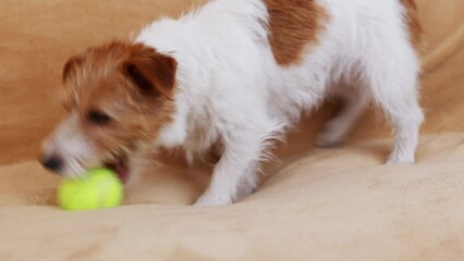 Funny playful happy pet dog puppy playing with a toy at home on the sofa