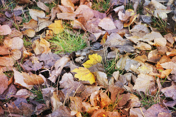 Colorful autumn leaves on the ground. Seasons concept