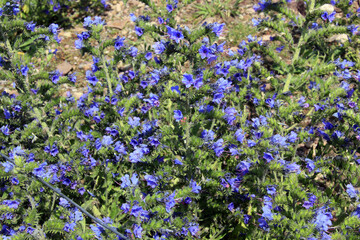 Fototapeta premium massif de fleurs bleues