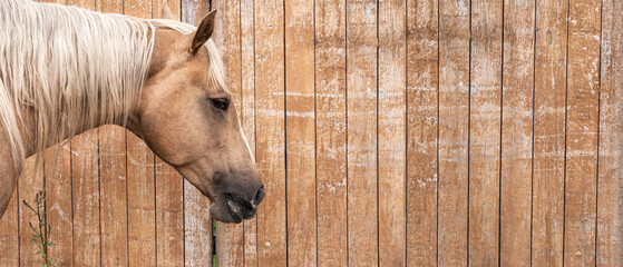 A portrait of a palomino horse against the background of a wooden paddock fence. Banner, background - obrazy, fototapety, plakaty