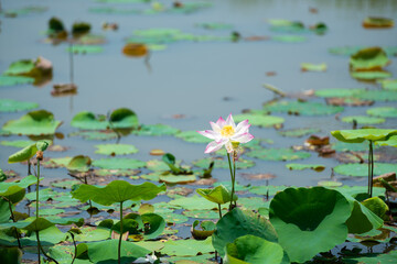 Pink lotus blooming in sunlight