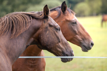 Heads of bay horses in a summer meadow behind an electric fence.