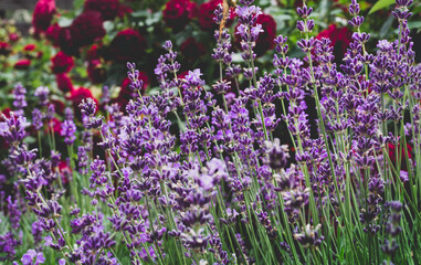 Obraz premium Lavender flowers close up. Summer background. Plants in the garden
