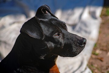 Retrato de perro negro en exterior