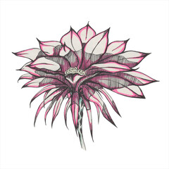 Cactus flower hand drawing. Pink flower illustration. Blossoming flower. Gel pen drawing