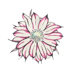Cactus flower hand drawing. Pink flower illustration. Blossoming flower. Gel pen drawing
