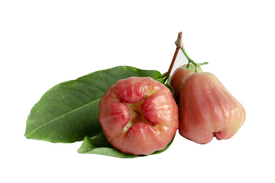 Rose apple, chophu, pink apple eugenia isolated on white background with clipping path.