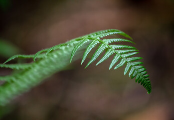  fern leaf tip against brown bokeh background