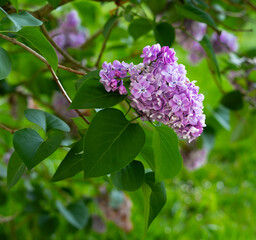 Purple lilac bloom on a bush/tree against green leaves and grass
