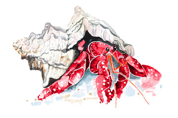 Illustration of hermit crab living in the shelldraw drawing with watercolor isolated on white background.In the form of fantasy.Amphibian reptiles painted with brushes.