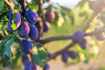 Frische Früchte an einem Pflaumenbaum reifen in der Sonne