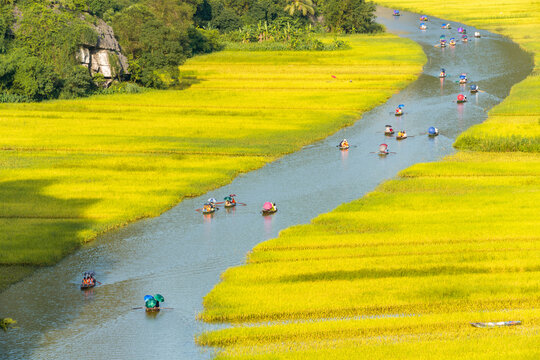 Yellow rice field on Ngo Dong river in Tam Coc Bich Dong from mountain top view in Ninh Binh, Viet Nam