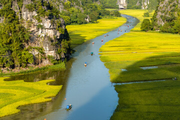 Yellow rice field on Ngo Dong river in Tam Coc Bich Dong from mountain top view in Ninh Binh, Viet...