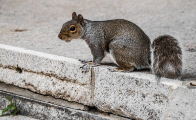 squirrel on the rocks