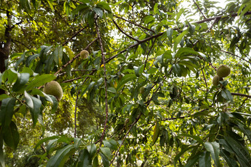 Tree with many unripe fruits
