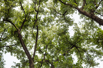 Fototapeta premium Foliage of green trees seen from below