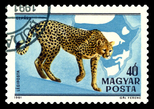 Postage stamp.  Cheetahs.