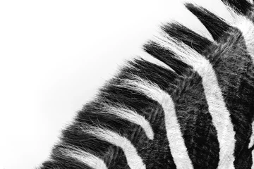 Gordijnen Zebra close-up © Nathalie