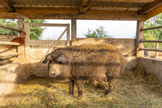 Hungarian mangalica pig