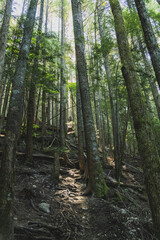 Fototapeta premium A dense green forest with tall trees and a hiking trail in the summer