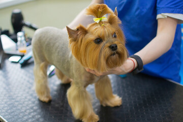 Yorkshire in the grooming salon. Professional groomer making haircut for the little dog. Funny pet...