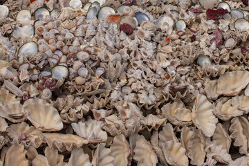 Summer background pattern from seashells. Shell close-up. Ocean coast. Seashells background.