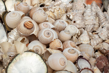 Summer background pattern from seashells. Shell close-up. Ocean coast. Seashells background.