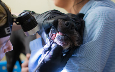 Veterinarian checks teeth to a black pit bull dog. Close-up of manually removing tartar on a dog's molars by a veterinarian. Animal and pet veterinary care concept