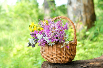 fresh useful herbs in wicker basket on tree stump, green natural background. Healthy medical plants harvest for preparation infusion, tea. organic vitamins of wild nature.