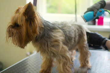 Dog grooming service. Hairdresser holding shaving machine near the yorkshire terrier dog at the table. Groomer cutting fur of domestic animal. Pet sitting on table in grooming salon