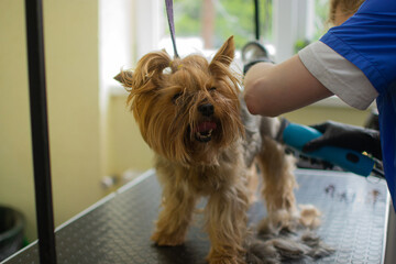Portrait of female groomer cutting adorable yorkshire terrier dog by haircut machine for animals at...
