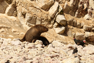 Sea Lions, Ballestas Island, National Reserve Park Paracas in Peru