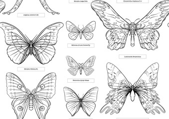 Set of insects: beetles, butterflies, moths and dragonflies. Etymologist's set. Seamless pattern, background. Outline vector illustration