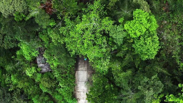 TOP-DOWN DRONE VIEW FROM PEOPLE RUNNING THROUGH A DENSE FOREST. TRAIL RUNNING.