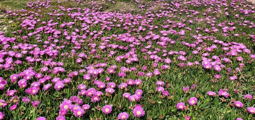 Beautiful pink flowers of Carpobrotus acinaciformis. Fragrant pink carpobrotus flowers in Spain.
