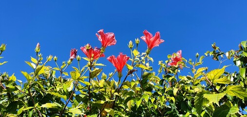 Beautiful blooming hibiscus flower. Beautiful red flower. Floral background. Blooming hibiscus flower in the garden. Floral fragrance. © Nataly G