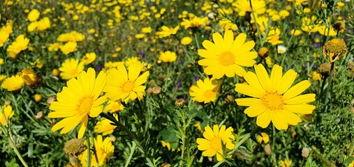 Beautiful yellow flowers of Pallenis maritima by the sea in Spain. Bright yellow flowers grow on the rocks. Spring blooming yellow flowers.