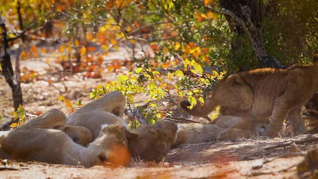 Two African lioness with two cub resting in Kruger National park, South Africa ; Specie Panthera leo family of Felidae