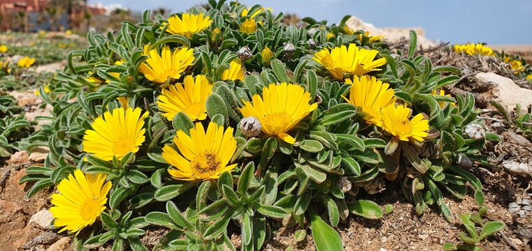 Beautiful yellow flowers of Pallenis maritima by the sea in Spain. Bright yellow flowers grow on the rocks. Spring blooming yellow flowers.