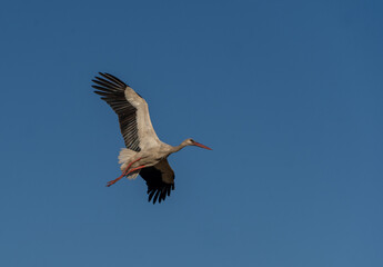 A large stork flies in the sky against a blue sky