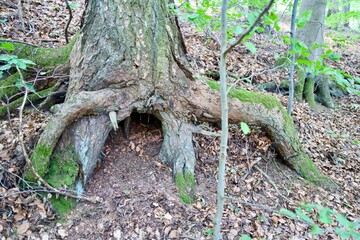 Root of a old tree in the Forest
