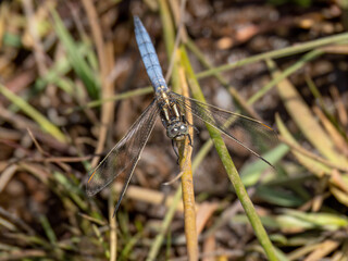 Keeled skimmer Orthetrum coerulescens.