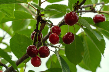 Ripe red cherry and green foliage of the tree.