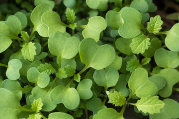 green mustard plant background, young plants cultivation, closeup taken from above, macro