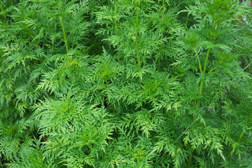 green needles close up of 