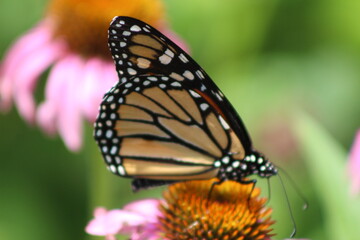 Monarch Butterfly Close-up