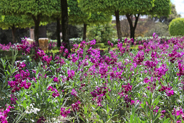 Obraz premium Blooming flower garden in Cordoba, Andalusia, Spain.