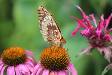 butterfly on flower